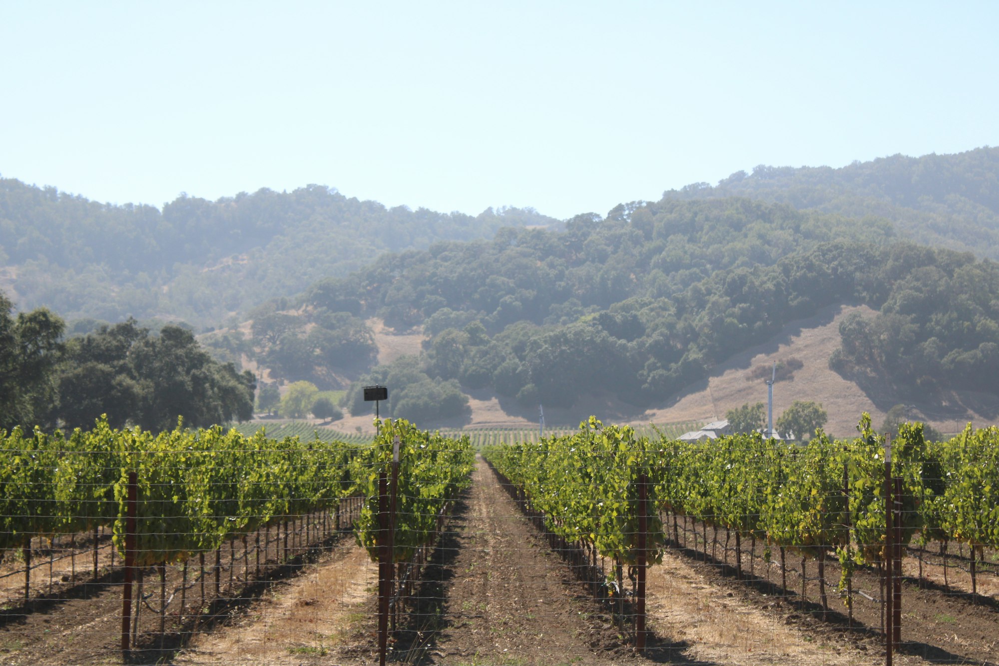 Vineyard rows in wine country